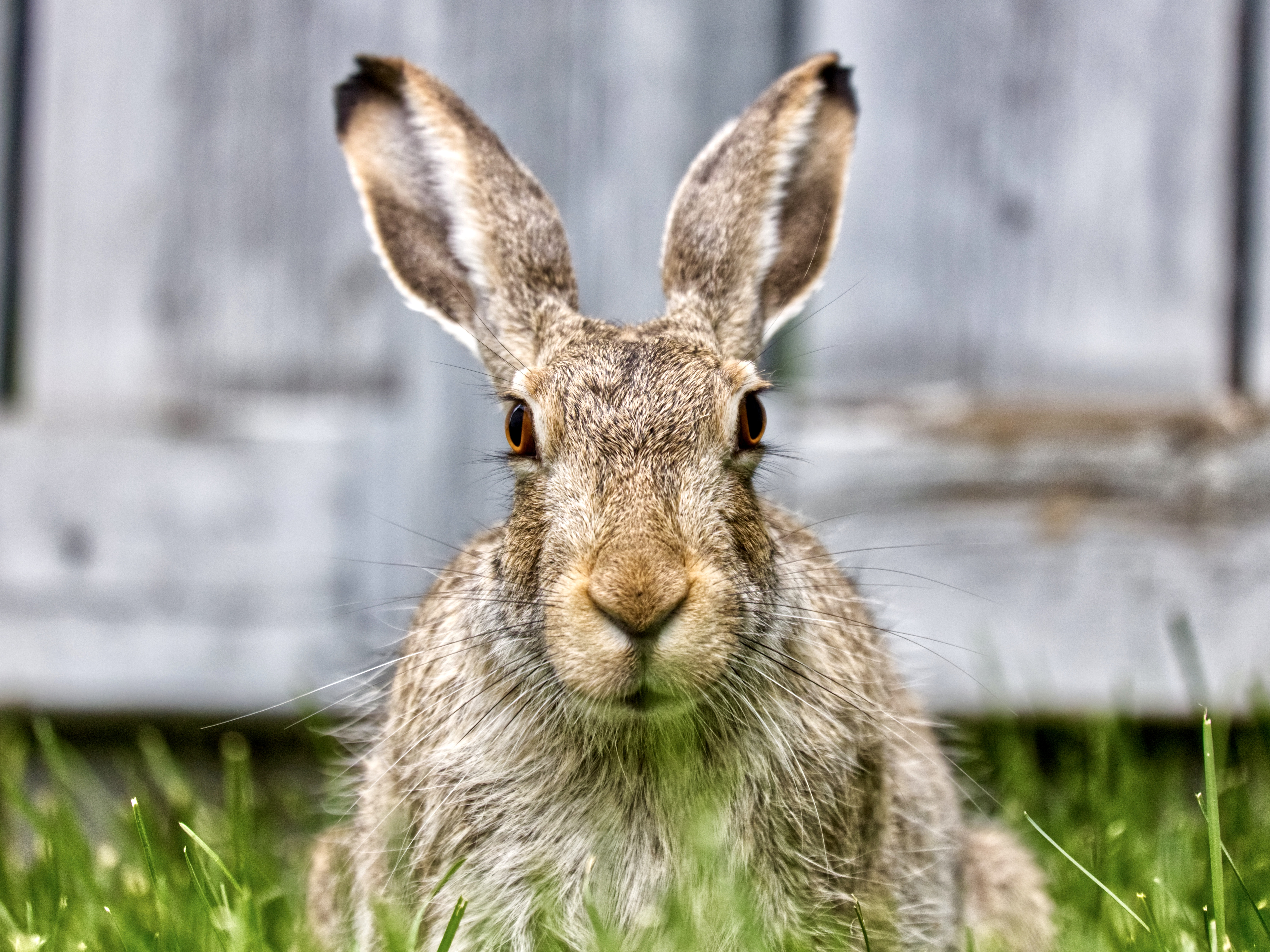 White-tailed Jackrabbit