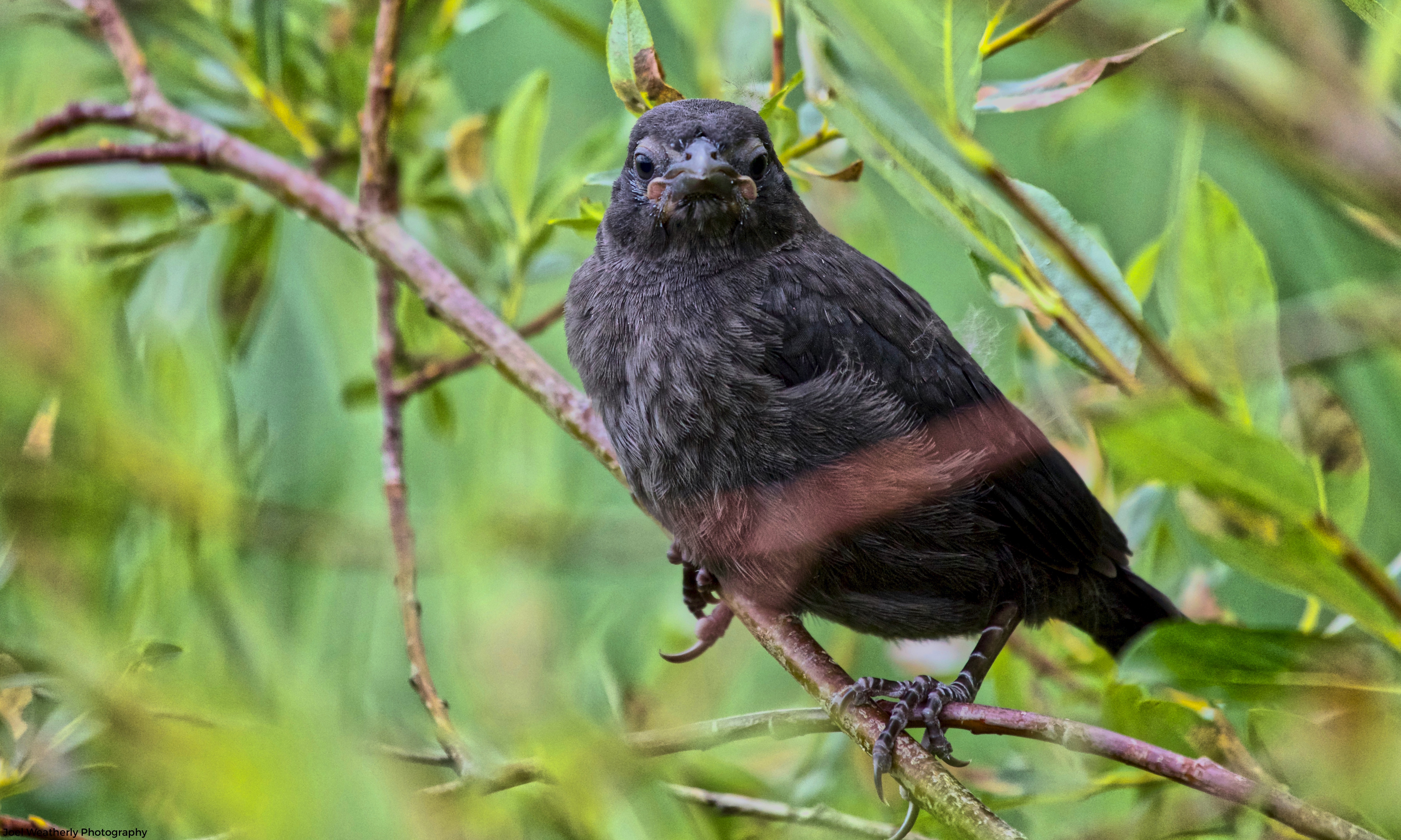 Juvenile Common Grackle