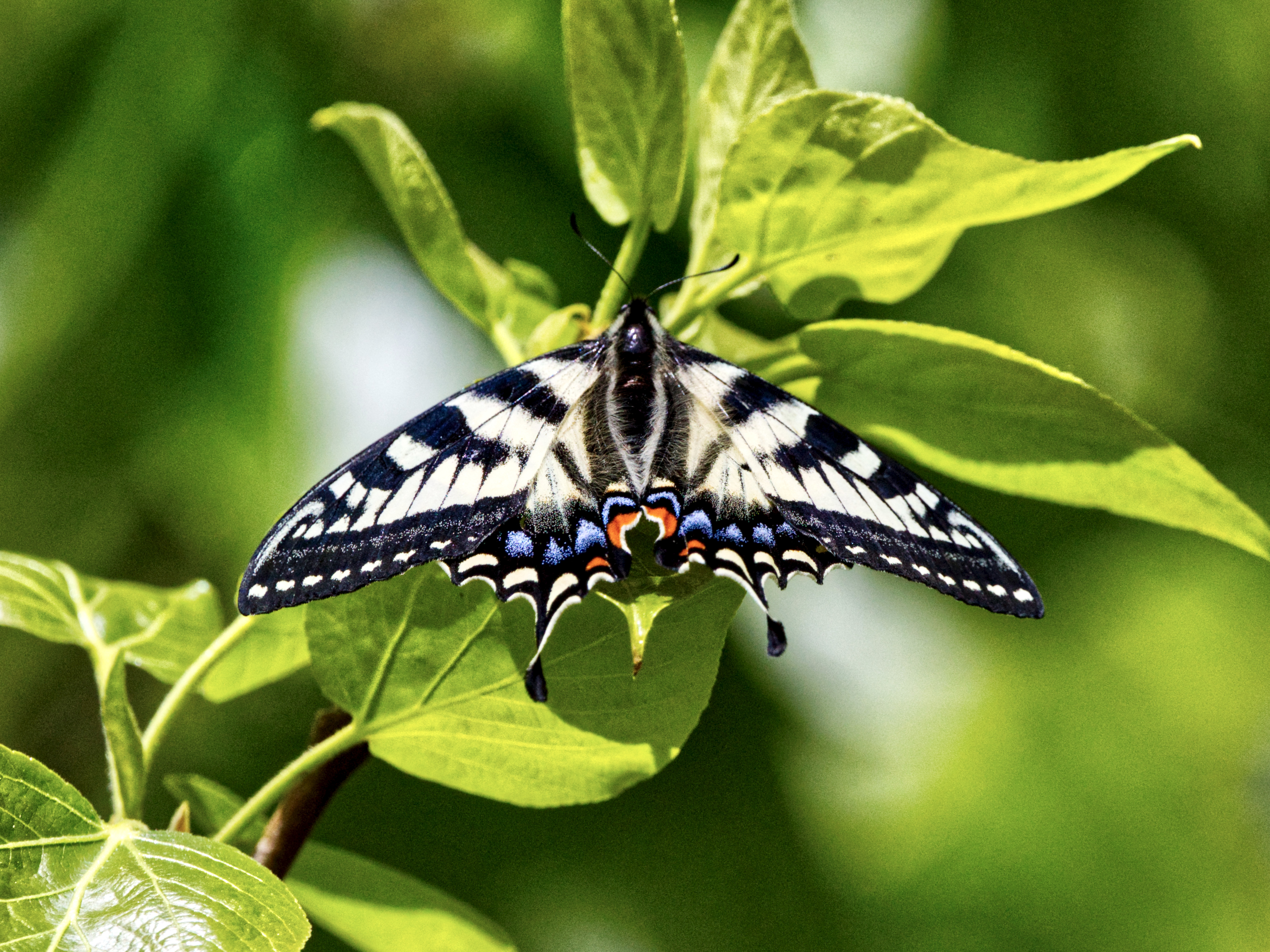 Canada Tiger Swallowtail