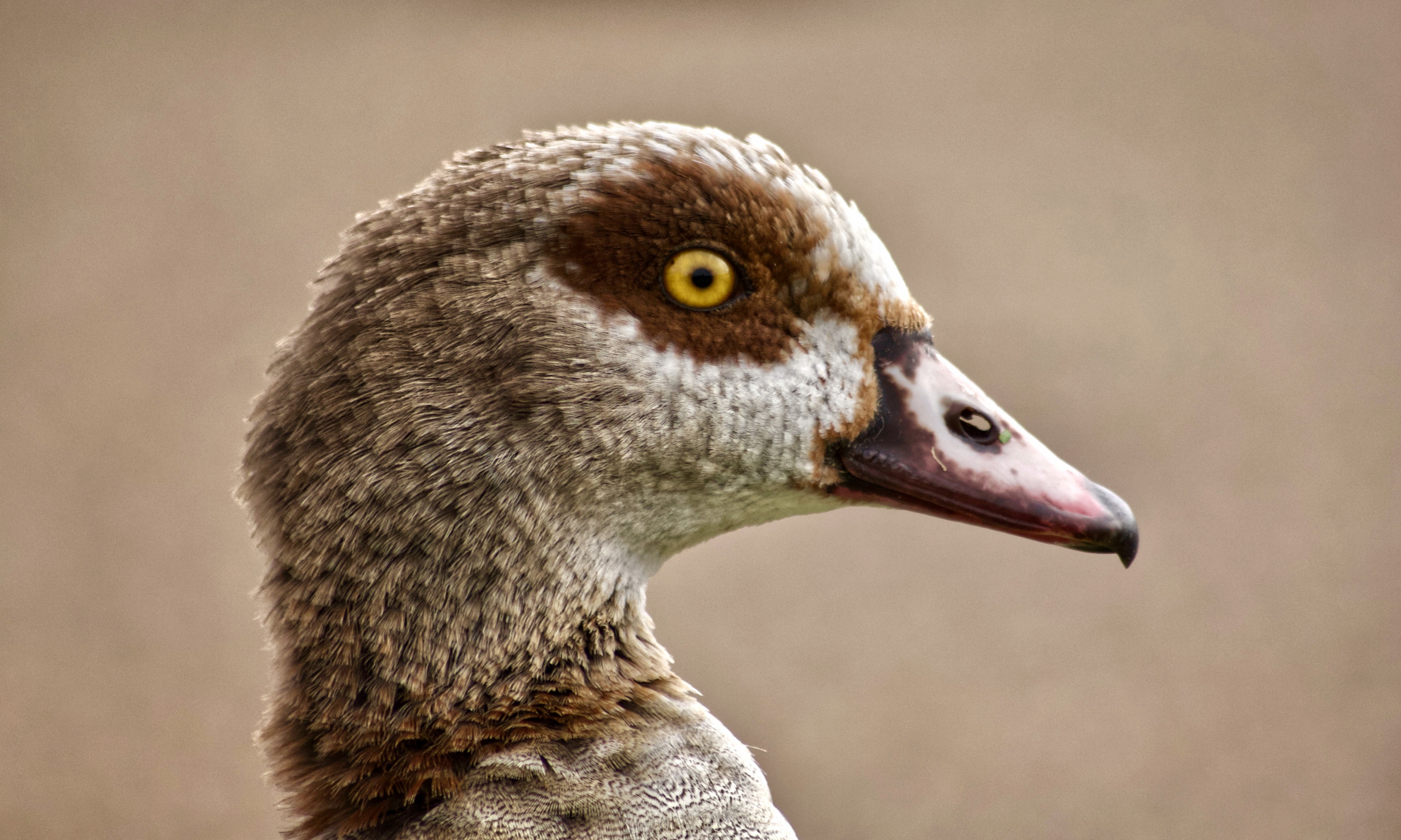 Egyptian Goose