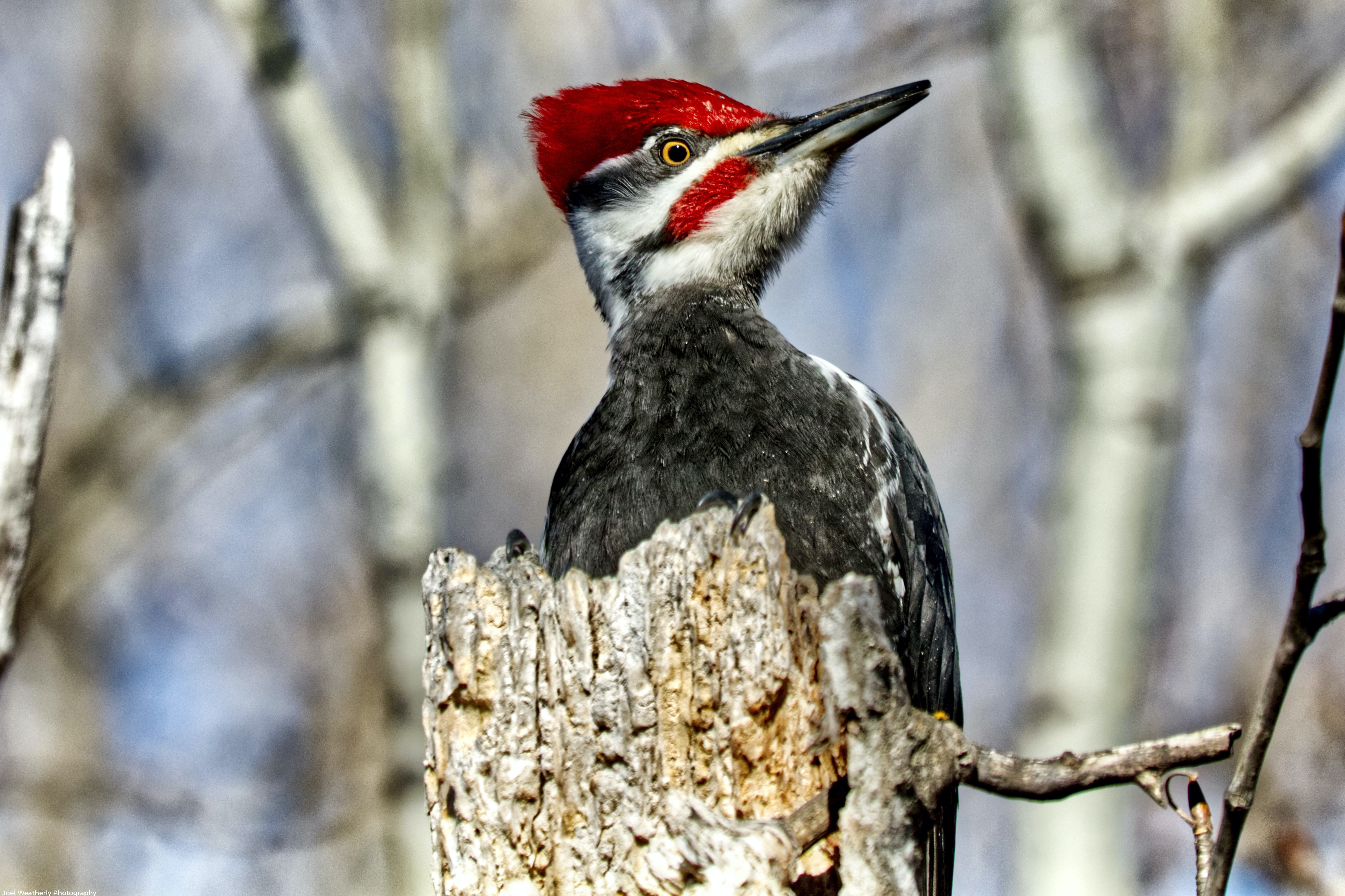 Pileated Woodpecker