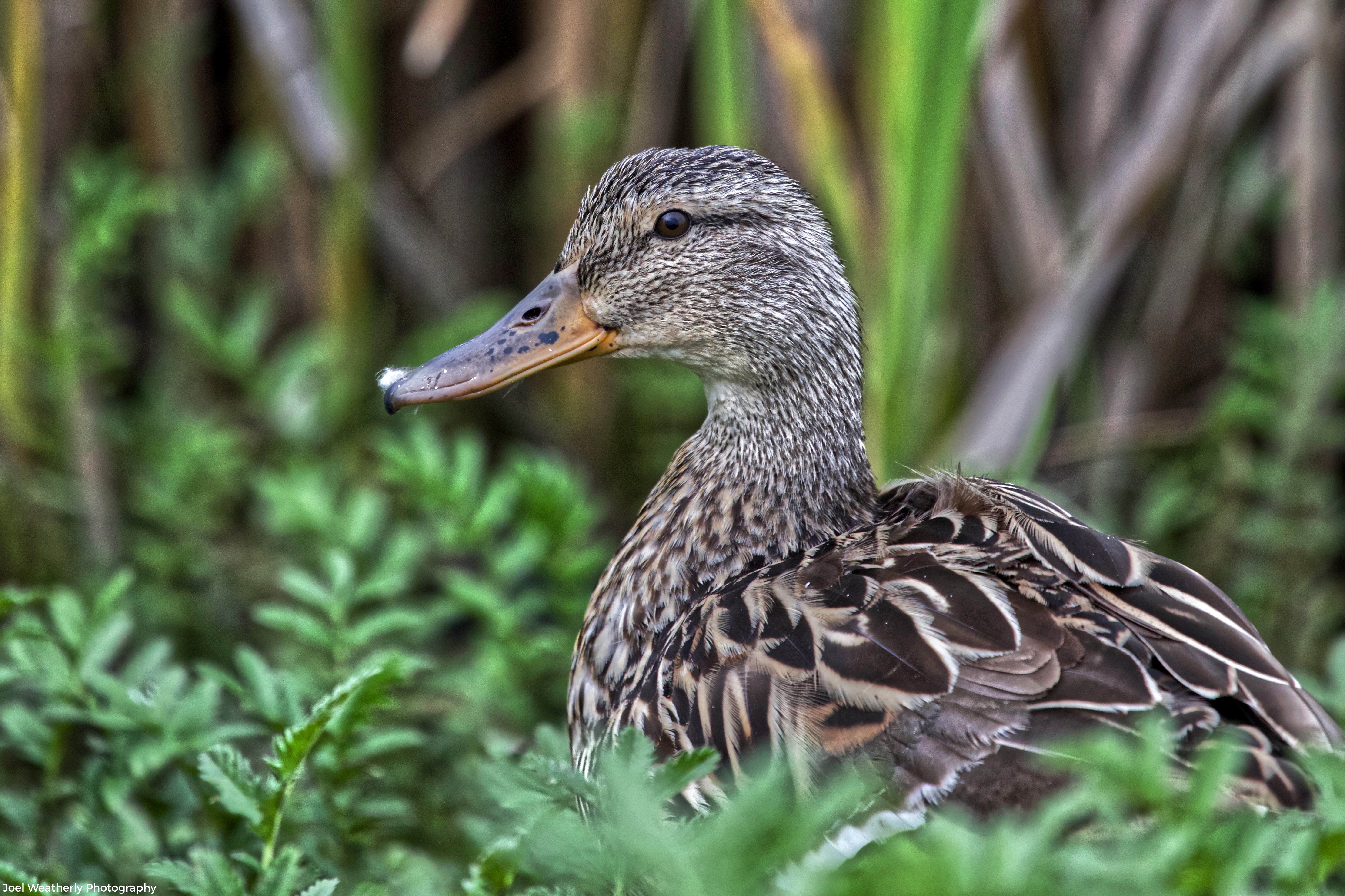 Mallard