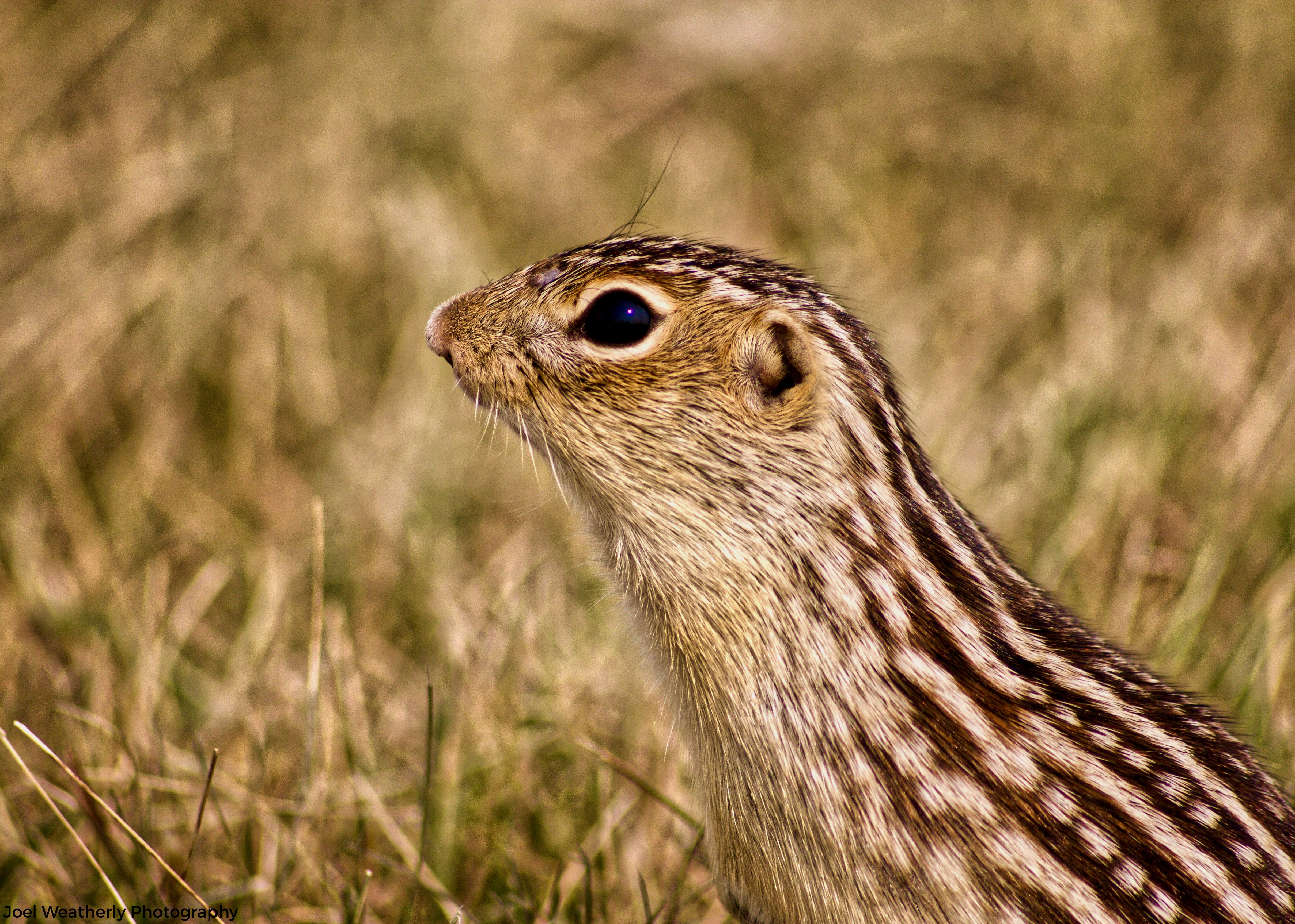 Thirteen-lined Ground Squirrel