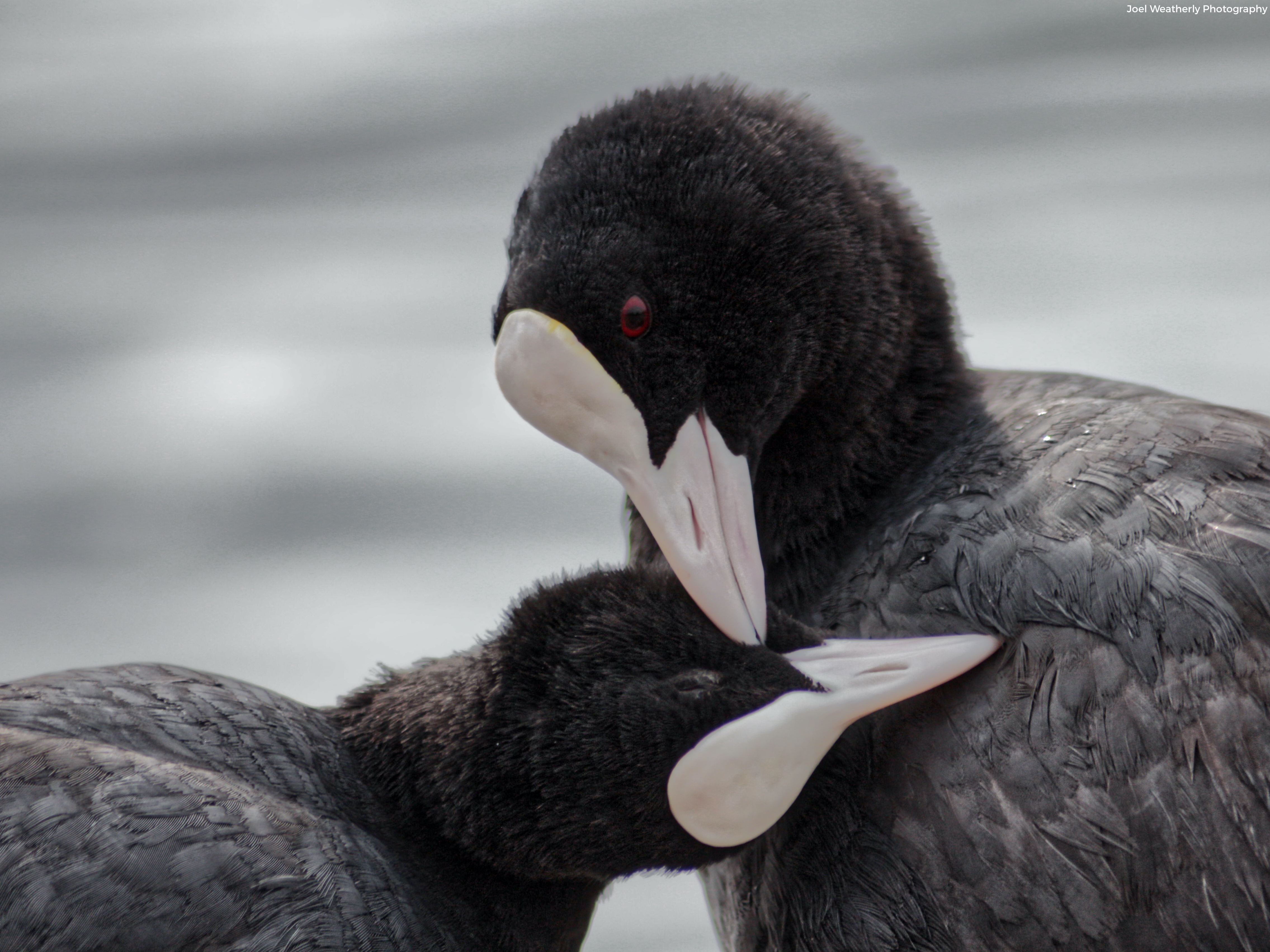 Eurasian Coots