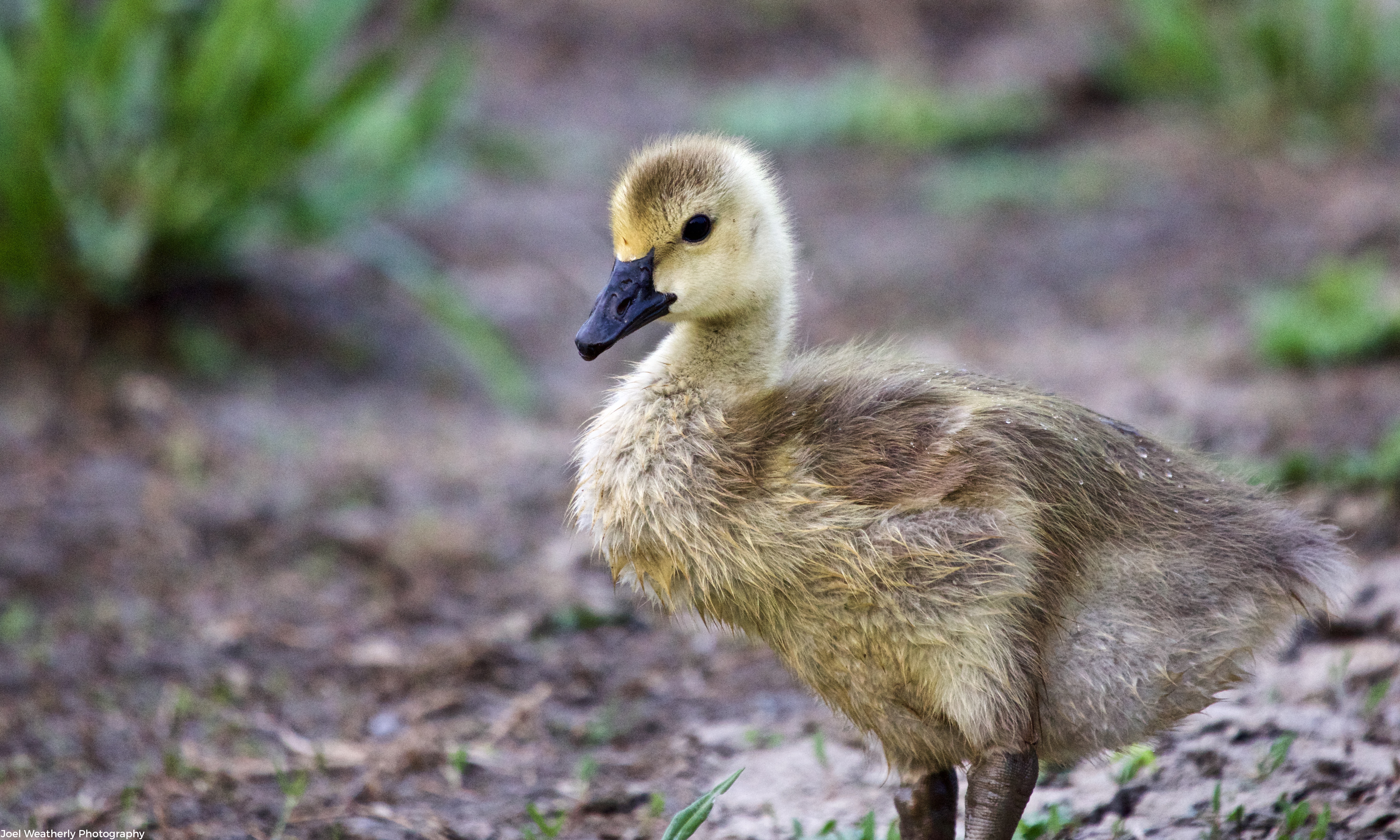Canada Gosling