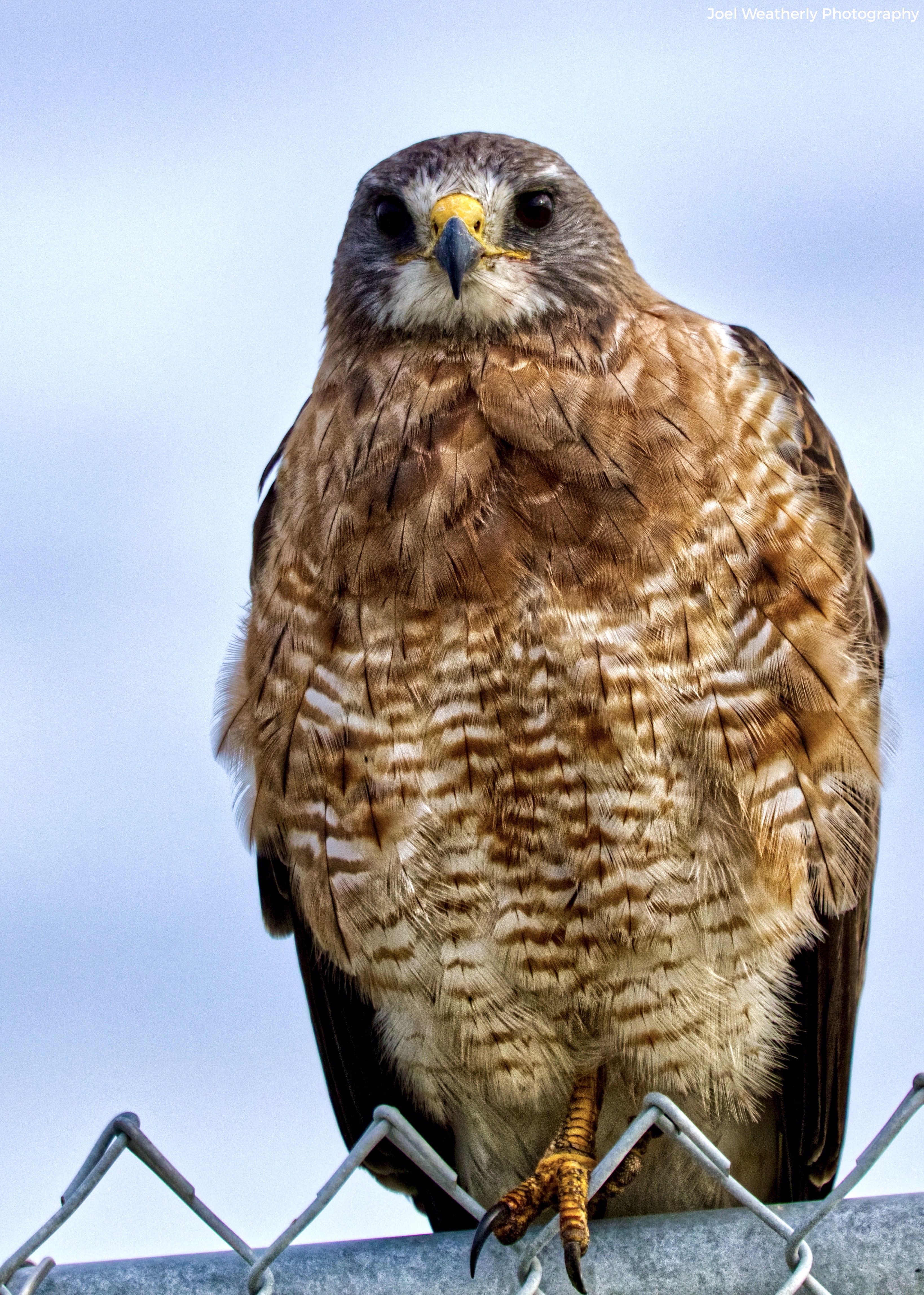 Swainson's Hawk