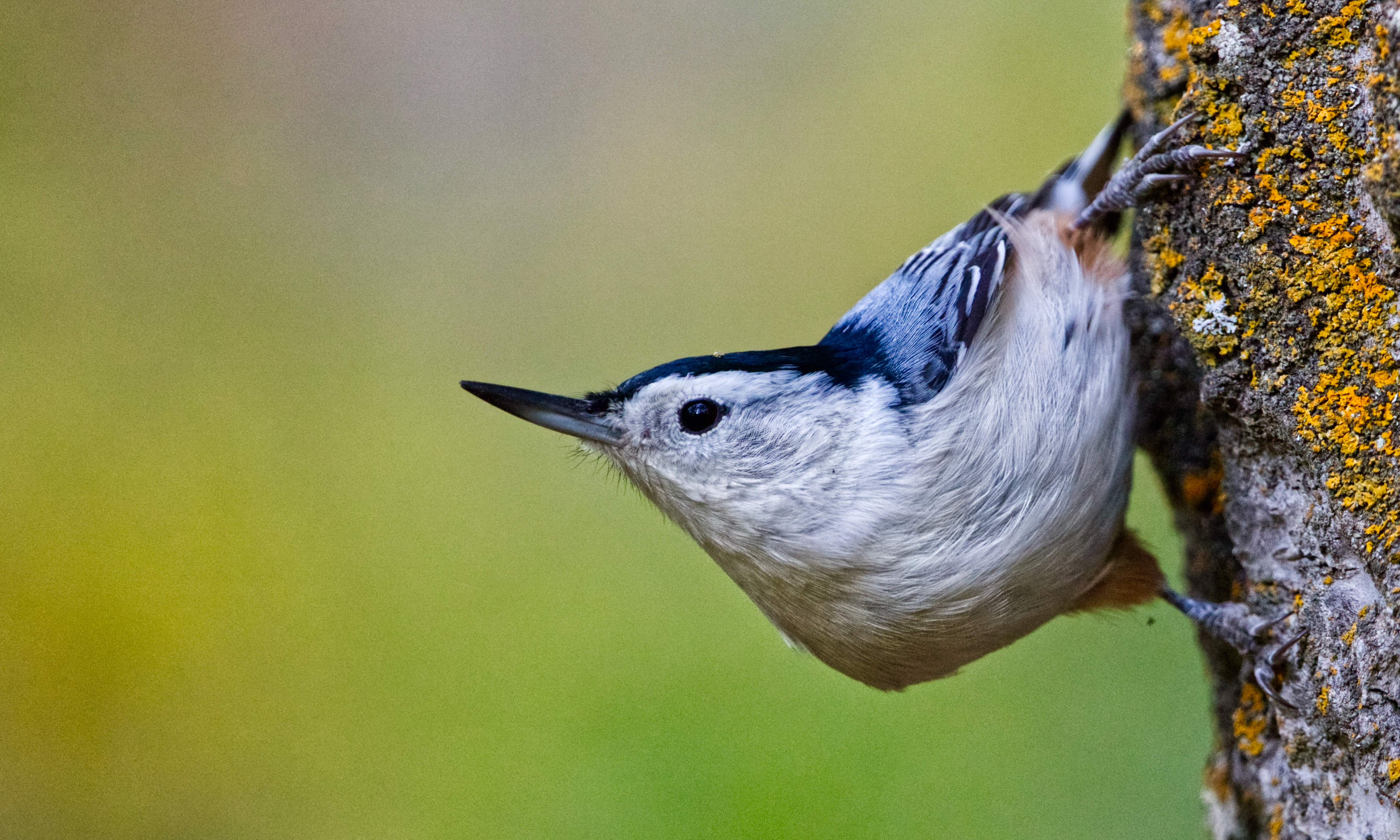 White-breasted Nuthatch