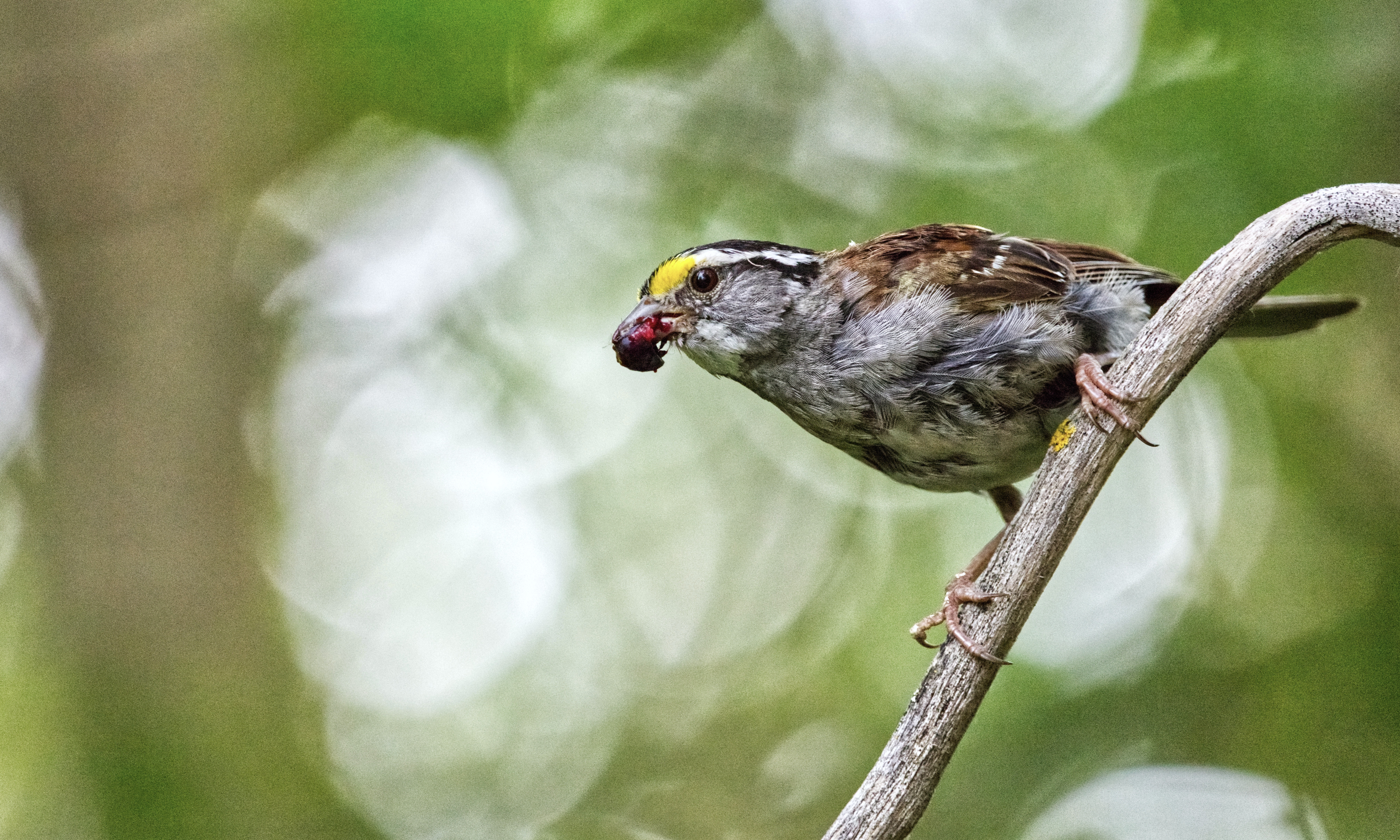 White-throated Sparrow