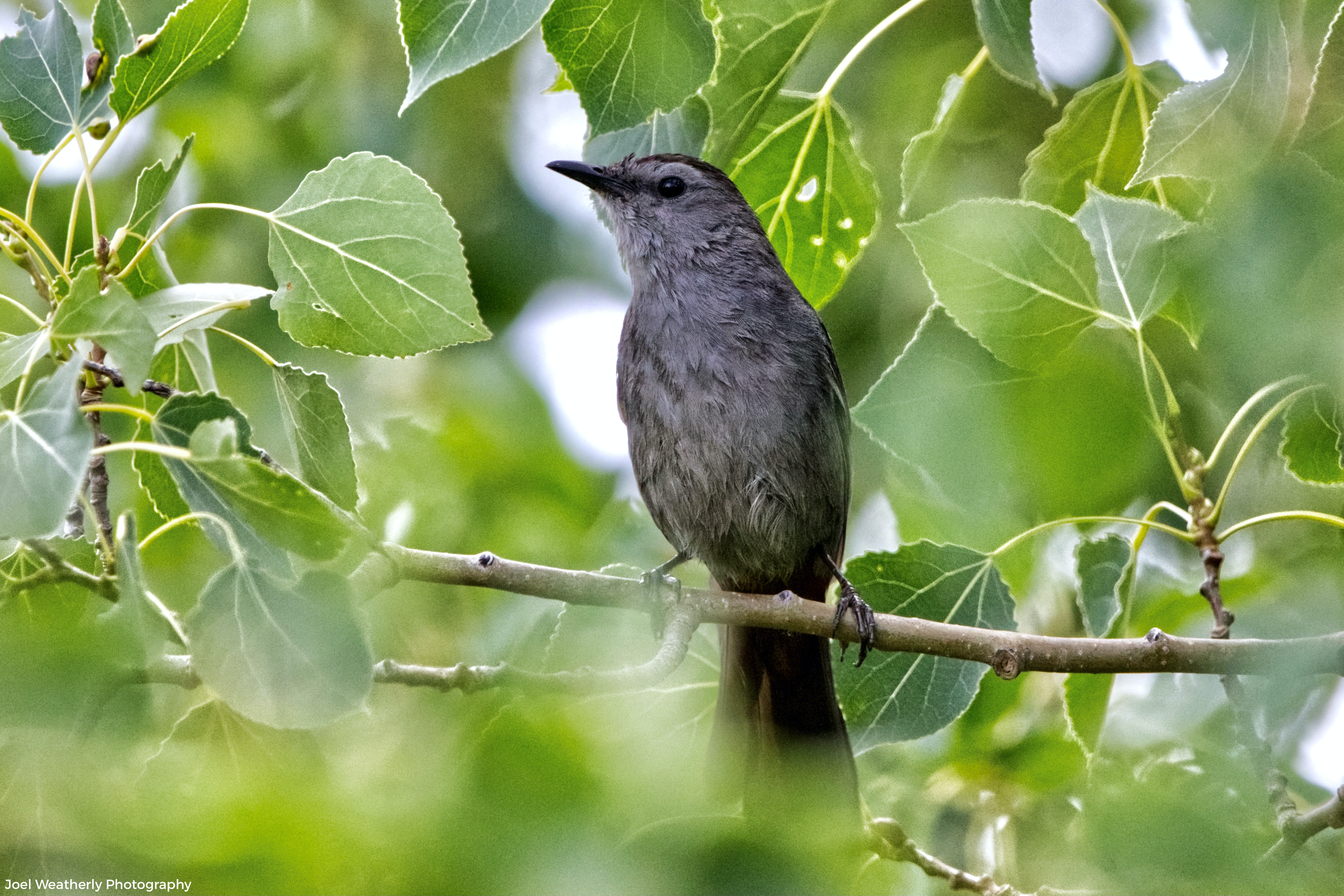 Grey Catbird
