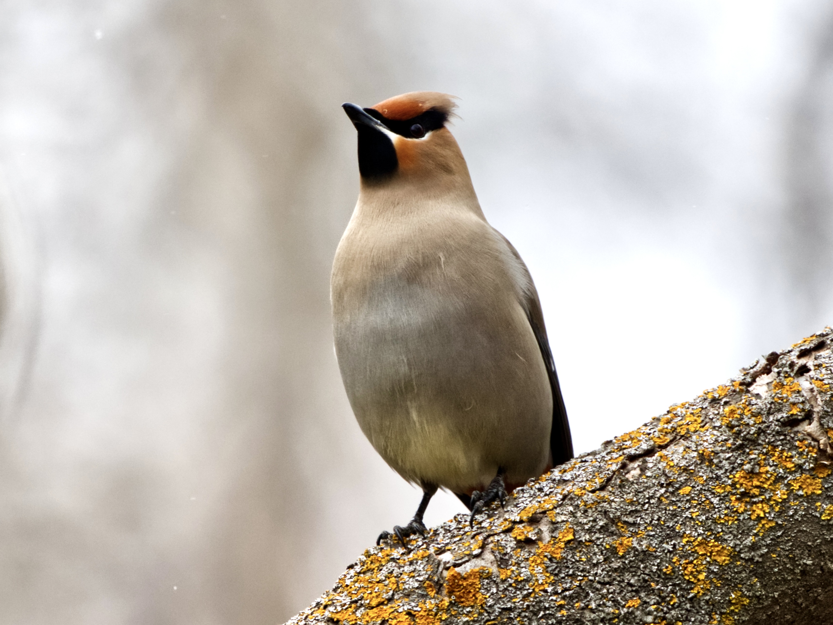 Bohemian Waxwing