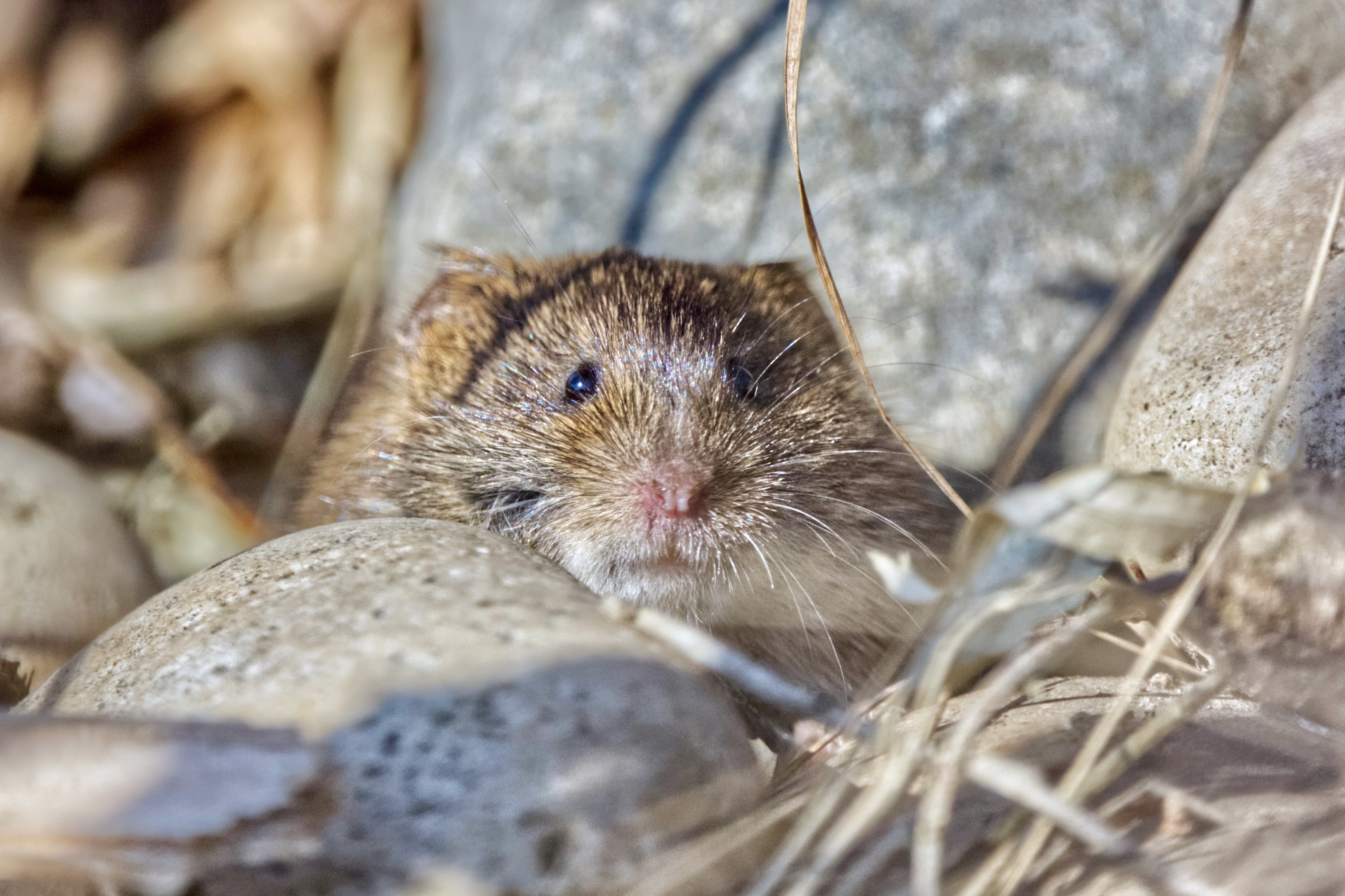 Meadow Vole