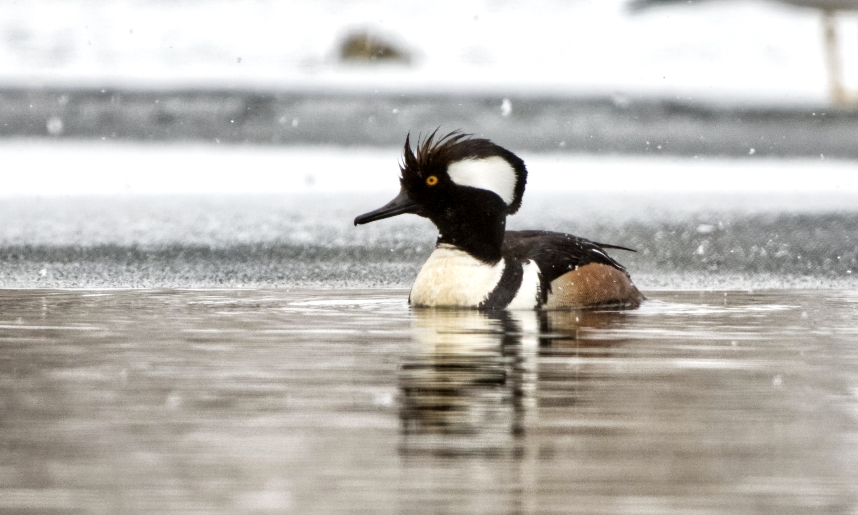 Male Hooded Merganser