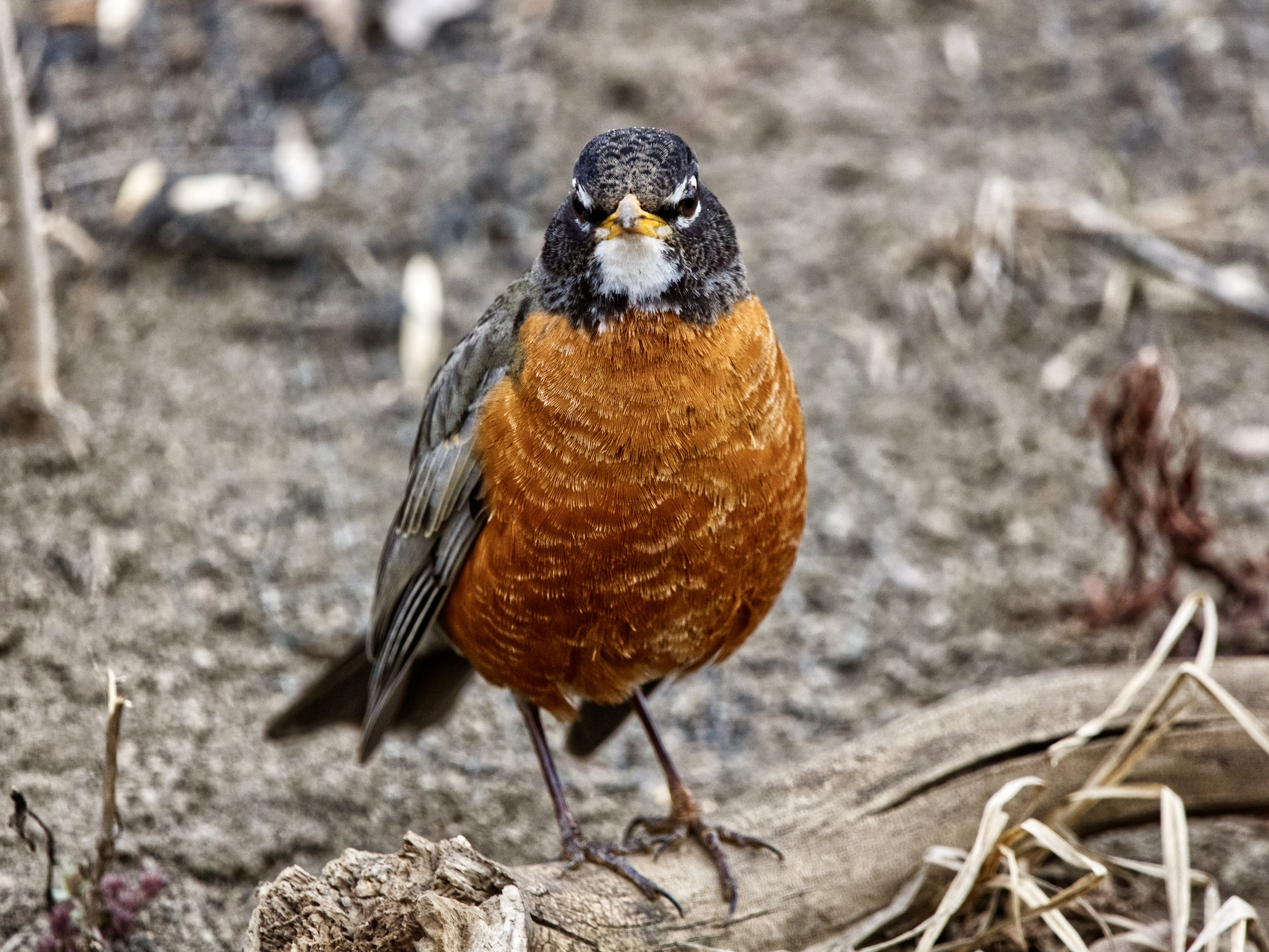 American Robin